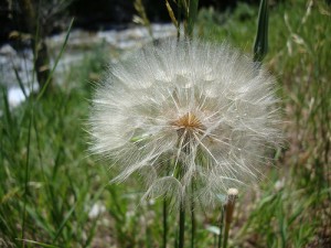 dandelion